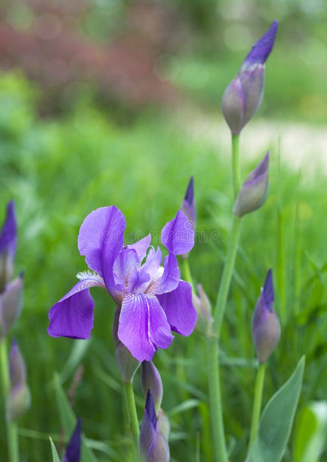 Violet Purple Iris Flower Closeup in the Sunlight Stock Image Image