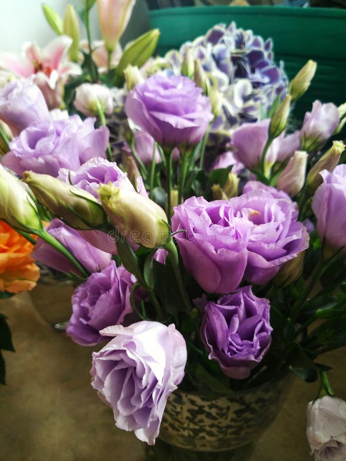 Violet rose stock image. Image of nature, violet, group 45003061