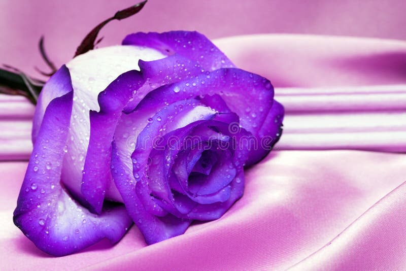 Violet rose with water drops