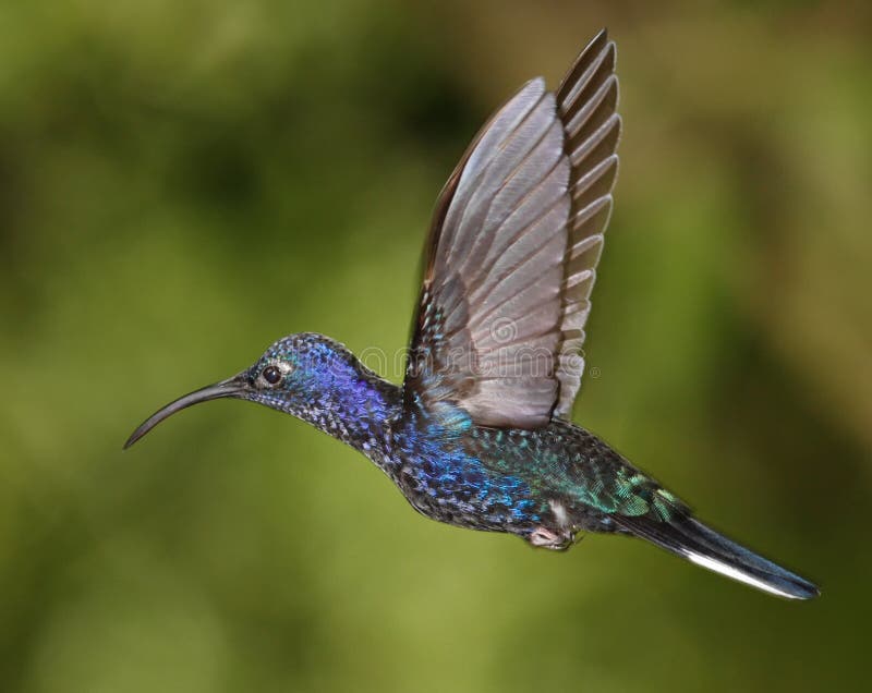 Violet Sabrewing humming bird, Costa Rica Cloud forest