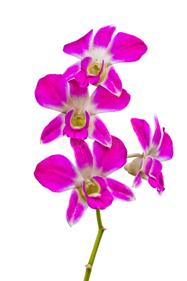 Violet Thai Orchids on Isolate. Stock Photo - Image of countryside