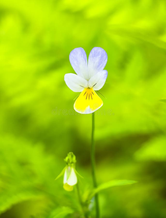 Violet three-coloured on green background