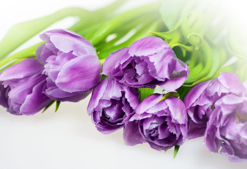 Violet tulips stock image. Image of bunch, isolated, blossom 18523617