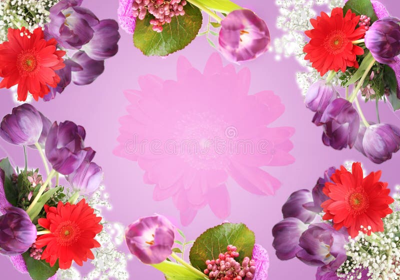 Violet tulips background