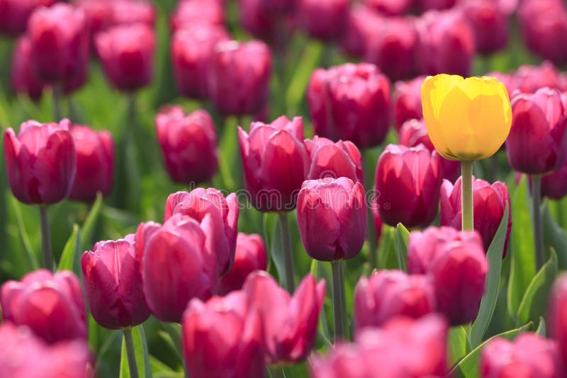 Violet tulips and yellow one