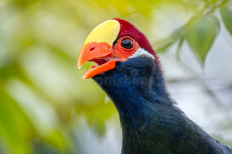 Violet Turaco - Tauraco violaceus, beautiful colored large turaco bird from West African forests, Nigeria. stock image