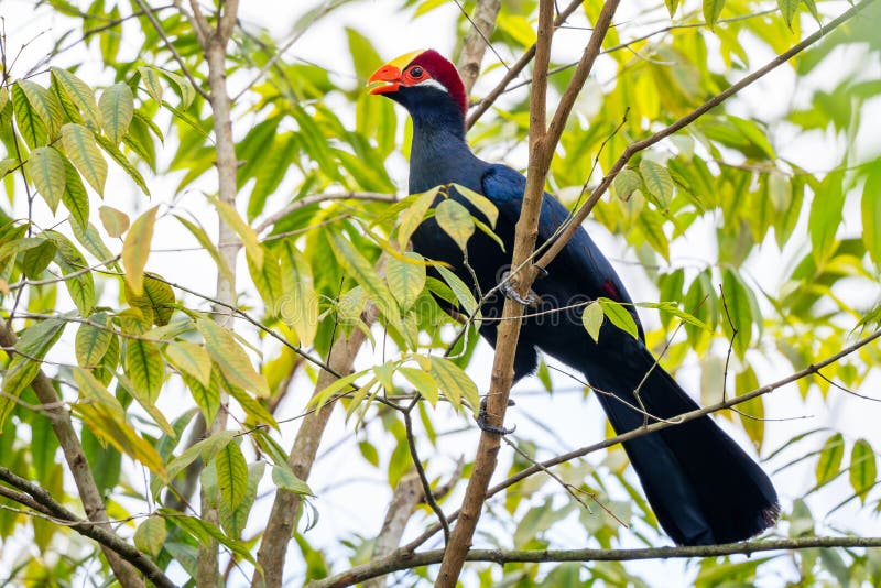 Violet Turaco - Tauraco violaceus, beautiful colored large turaco bird from West African forests, Nigeria. royalty free stock photography