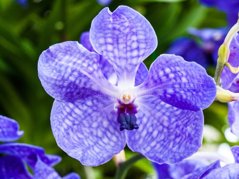 2,210 Violet Vanda Stock Photos - Free & Royalty-Free Stock Photos from  Dreamstime