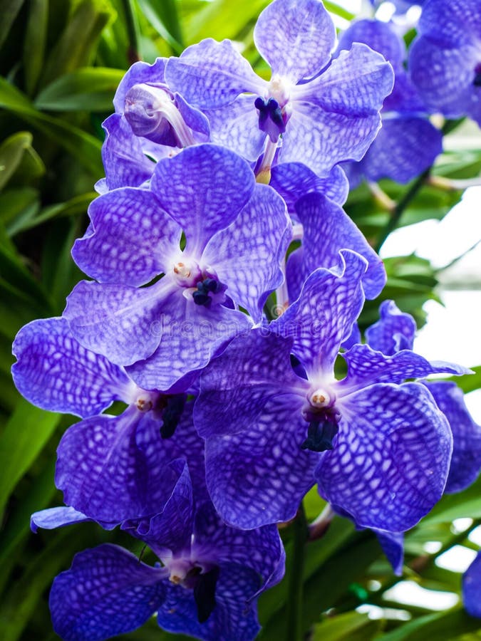 Violet Vanda orchid. stock photo. Image of closeup, gift - 109244028