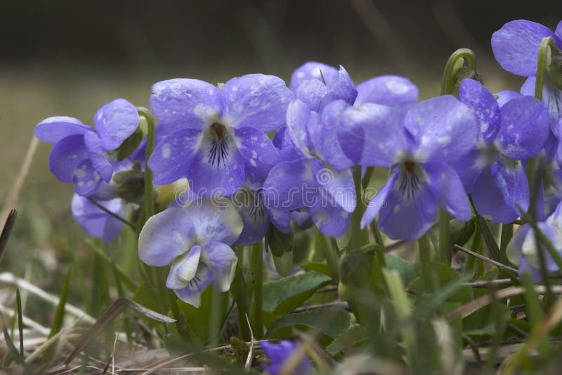 Violet (viola)