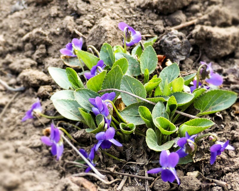 Violet violets flowers bloom in the spring forest royalty free stock photos Violet violets flowers bloom in the spring forest royalty free stock photos