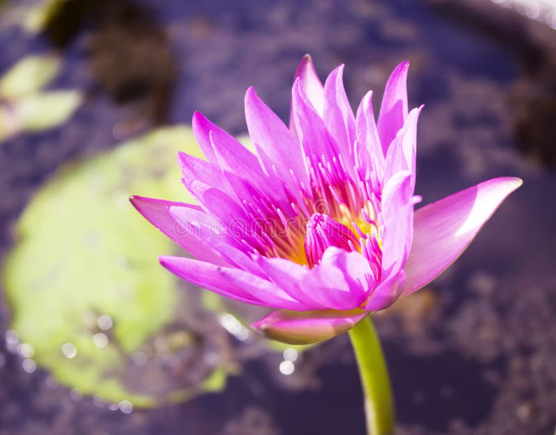 Violet Water Lily Lotus Flowers in the Pool Stock Image Image of