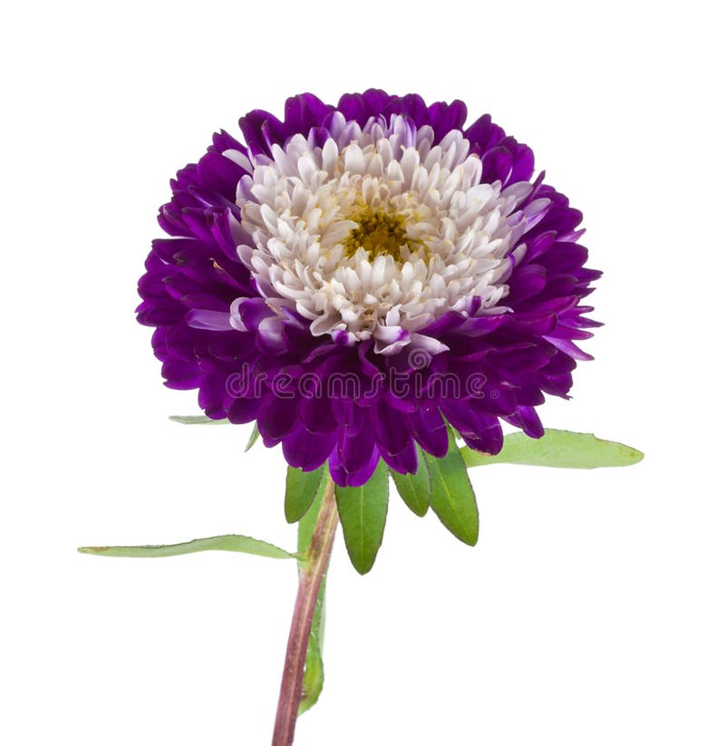 Violet-white aster isolated