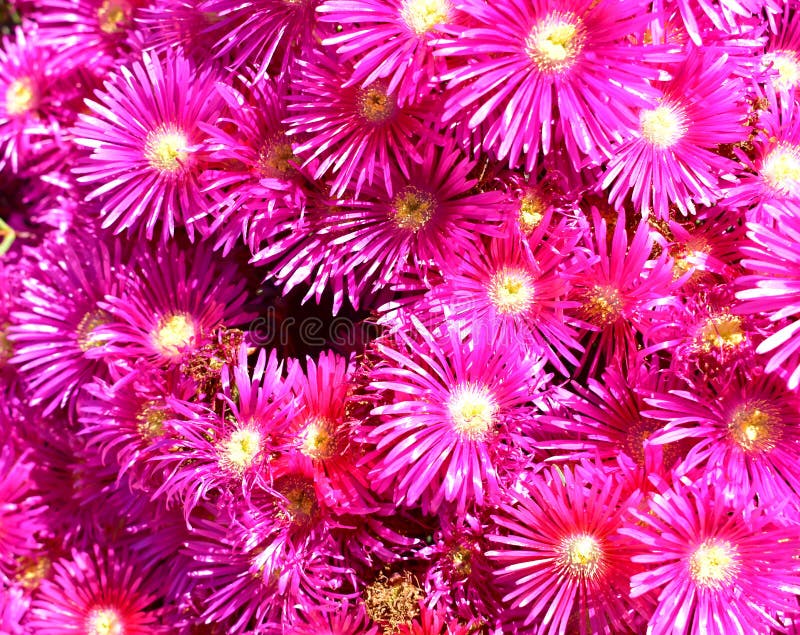 Violet and Yellow Flowers Background. Violet Flowers Texture. Stock