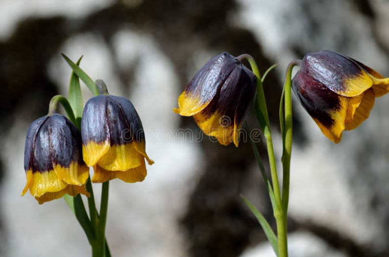 Violet and yellow fritillaria michailovsky flower from turkey, mount palendoken in summer. Blue, petal.