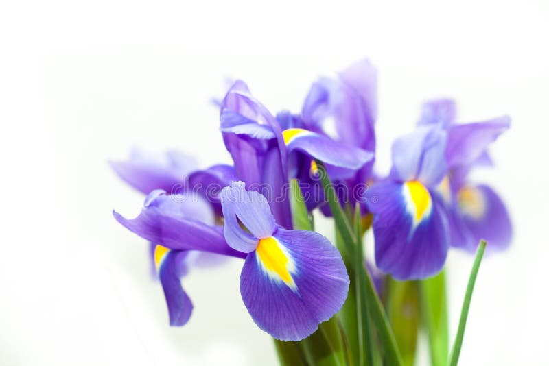 Violet yellow iris blueflag flower