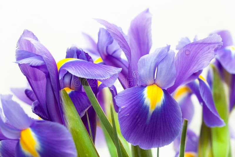 Violet yellow iris blueflag flower