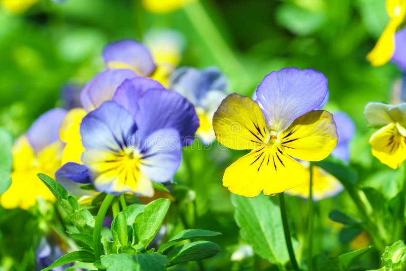 Violet Yellow Viola Flower in Garden Stock Photo Image of yellow