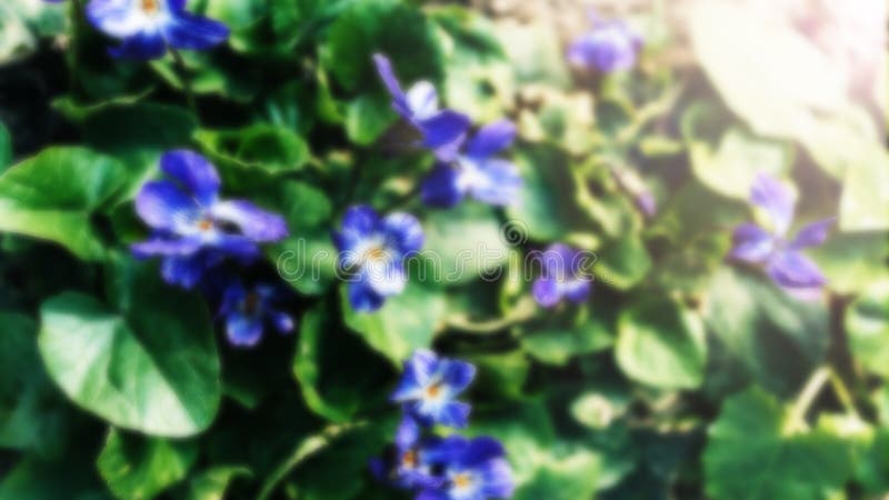 Violeta Africana, Violeta Tricolor, Violeta Multicolor, Violeta Amarilla,  Flores Azules, Violeta Crece Imagen de archivo - Imagen de fresco,  africano: 166308957