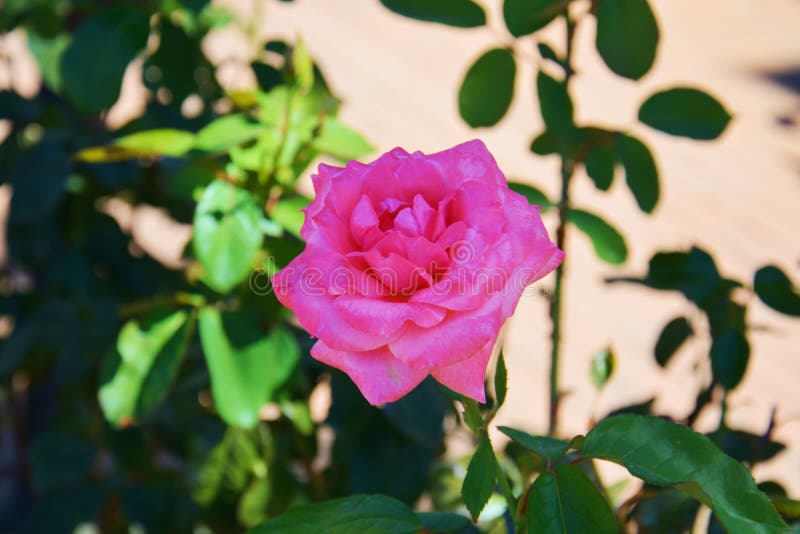 A violeta cor-de-rosa aumentou no fundo borrado imagem de stock A violeta cor-de-rosa aumentou no fundo borrado imagem de stock