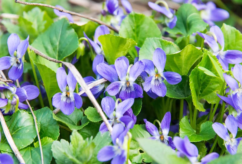 Violeta de madera o violeta de perro en primavera imágenes de archivo libres de regalías Violeta de madera o violeta de perro en primavera imágenes de archivo libres de regalías