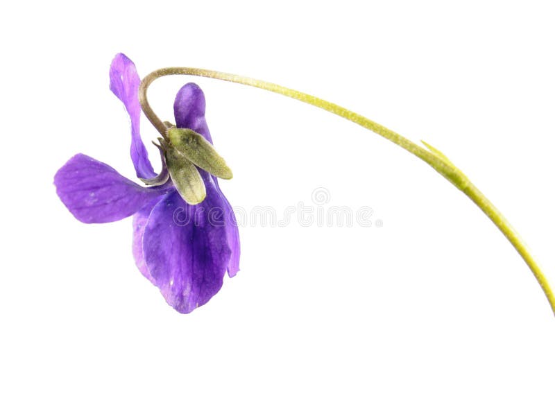 Violeta de madera u odorata de la viola aislado en el fondo blanco imágenes de archivo libres de regalías Violeta de madera u odorata de la viola aislado en el fondo blanco imágenes de archivo libres de regalías