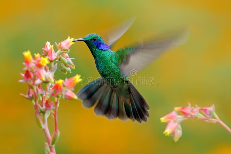 Violeta-orelha verde do colibri, thalassinus de Colibri, fling do pássaro ao lado da flor bonita do amarelo alaranjado do sibilo