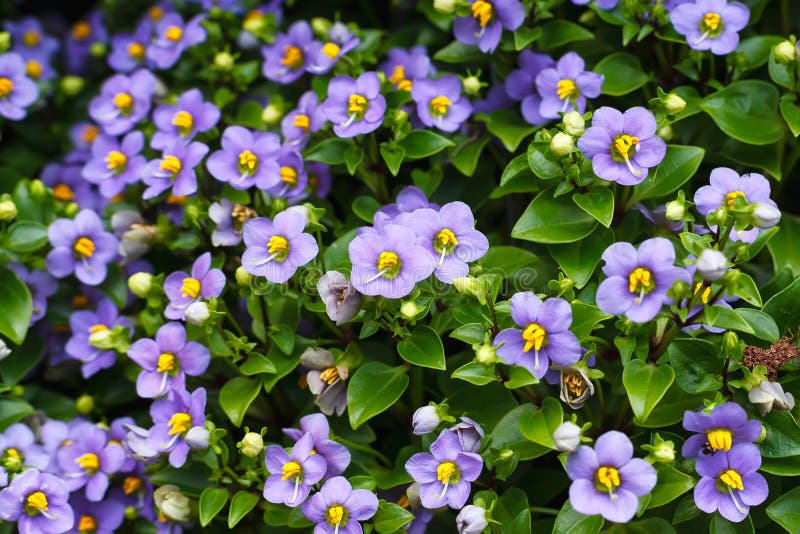Violeta persa bonita da textura do fundo da flor