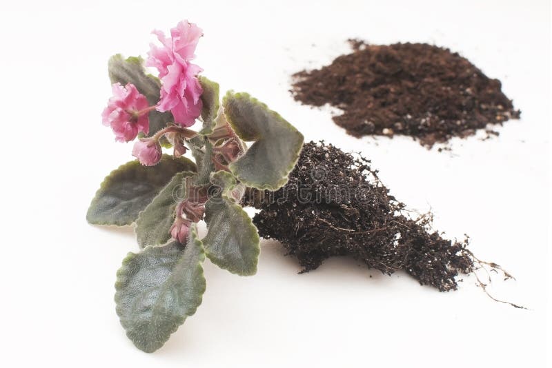 Violetas africanas do Saintpaulia Plantas de transplantação, molhando, fundo branco imagens de stock Violetas africanas do Saintpaulia Plantas de transplantação, molhando, fundo branco imagens de stock