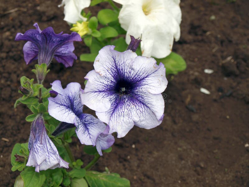 Violetas blancas azules en jardín de la primavera foto de archivo Violetas blancas azules en jardín de la primavera foto de archivo