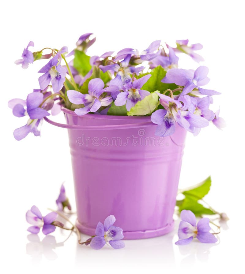Violetas de la flor de la primavera con la hoja en poco cubo fotos de archivo libres de regalías Violetas de la flor de la primavera con la hoja en poco cubo fotos de archivo libres de regalías