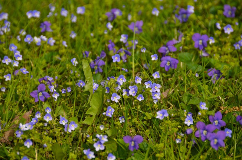 Violetas Púrpura De Flor Silvestre E Minúsculas Flores Silvestres De Algas Brancas Foto de Stock - Imagem de violeta, flores: 218210338 Violetas Púrpura De Flor Silvestre E Minúsculas Flores Silvestres De Algas Brancas Foto de Stock - Imagem de violeta, flores: 218210338
