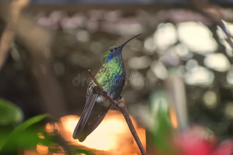 Violetear fonkelen, Colibri coruscans, species van kolibrie die blauw buikflard tonen stock fotografie Violetear fonkelen, Colibri coruscans, species van kolibrie die blauw buikflard tonen stock fotografie