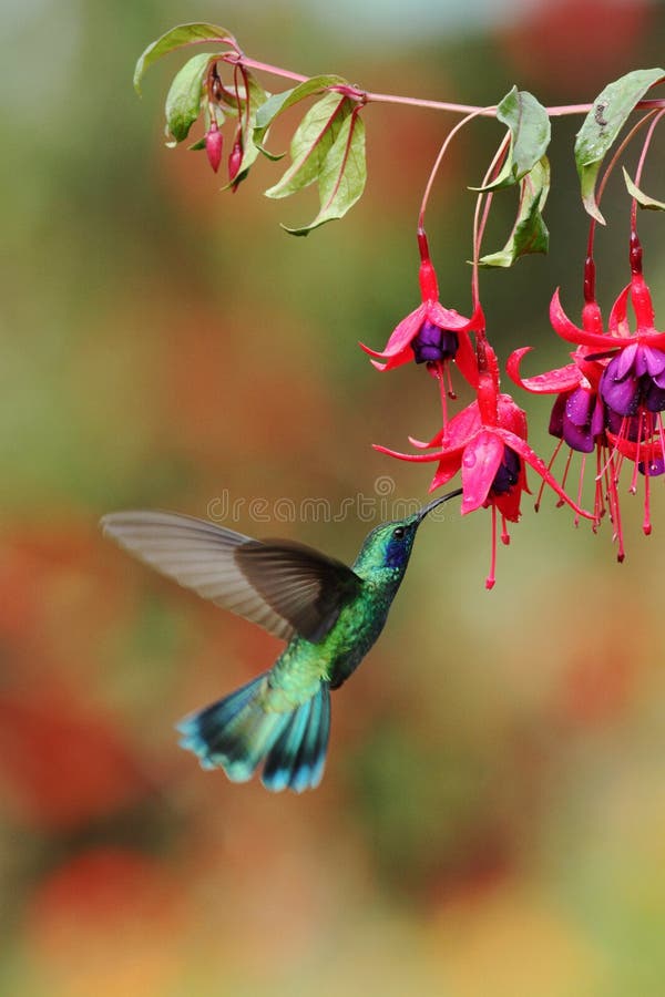 Violetear verde, thalassinus di Colibri, librantesi accanto al fiore rosso in giardino, uccello dalla foresta tropicale della mon