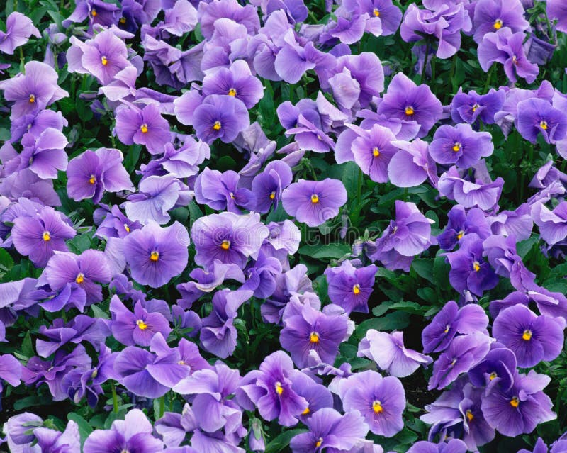 Blue violets stock image. Image of flowerbed, gentle 76907767