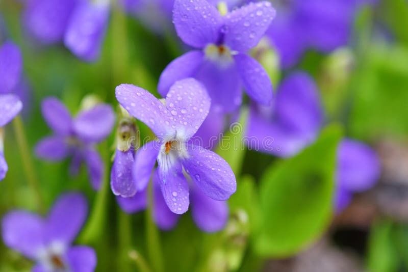 282 Violets Dew Stock Photos Free & RoyaltyFree Stock Photos from
