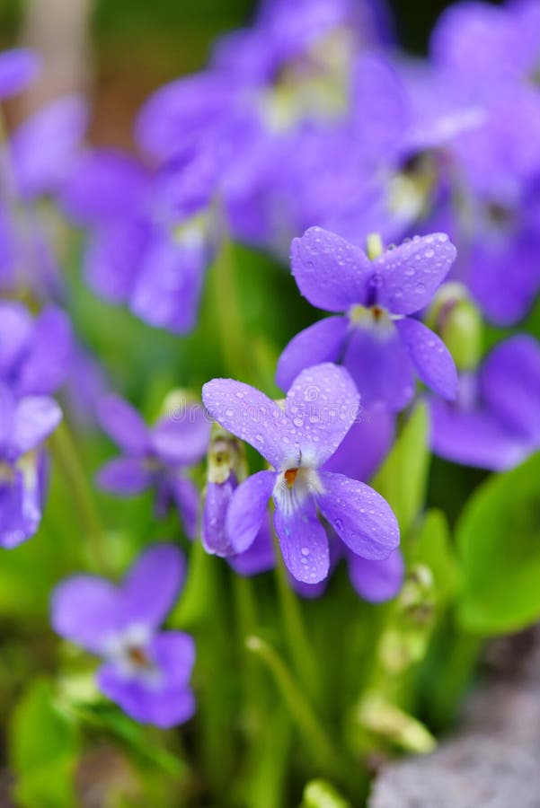 282 Violets Dew Stock Photos Free & RoyaltyFree Stock Photos from