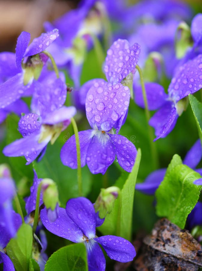 282 Violets Dew Stock Photos Free & RoyaltyFree Stock Photos from