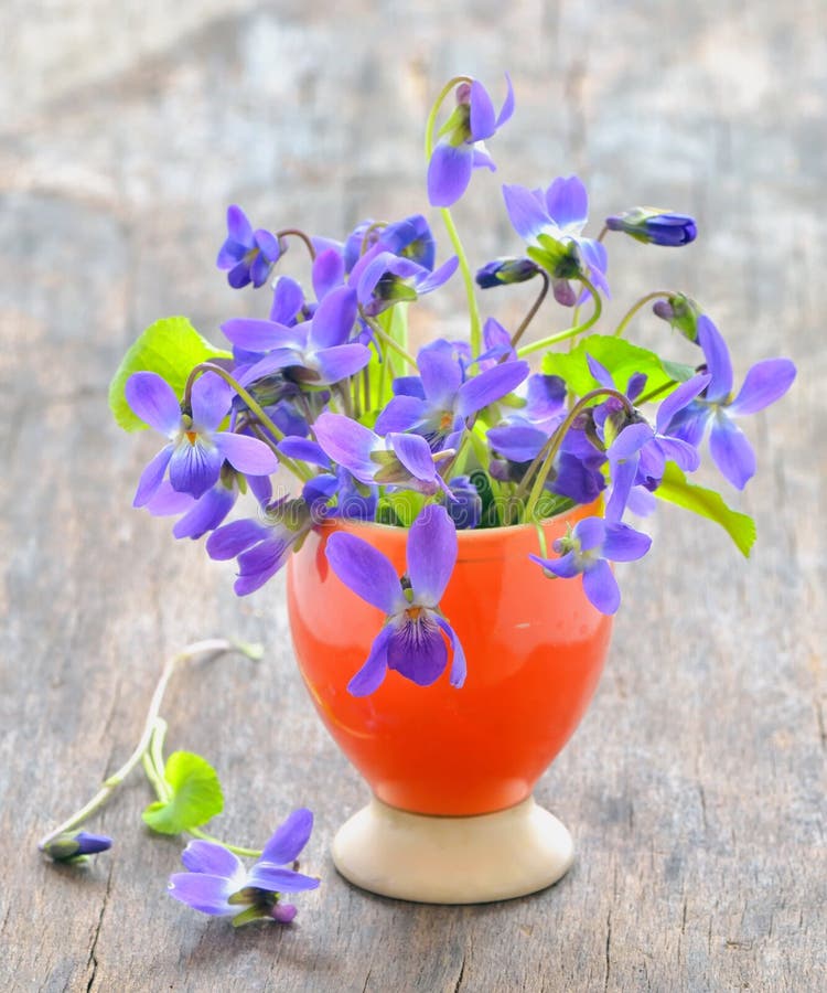 Violets Flowers (Viola Odorata) Stock Photo Image of background