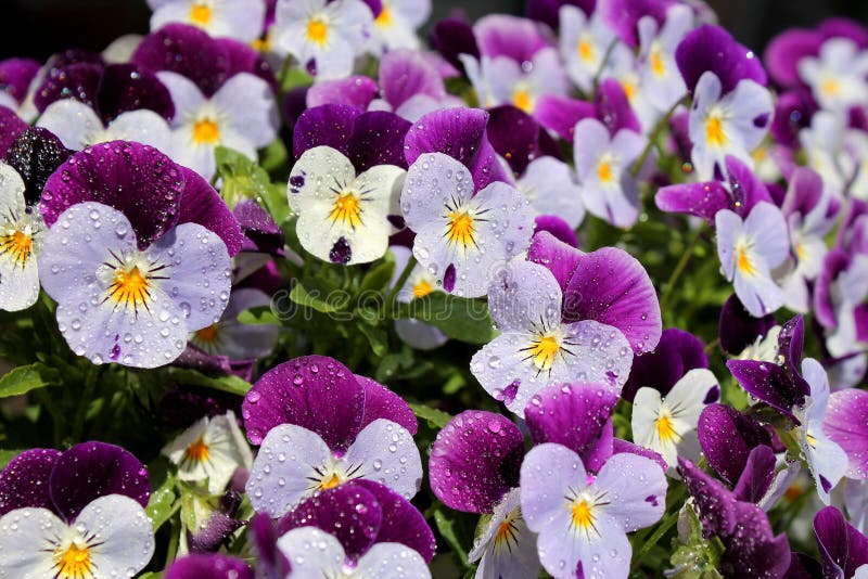 282 Violets Dew Stock Photos Free & RoyaltyFree Stock Photos from