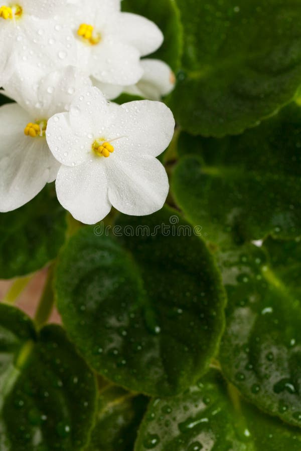 White African Violets stock image. Image of macro, background 80045143