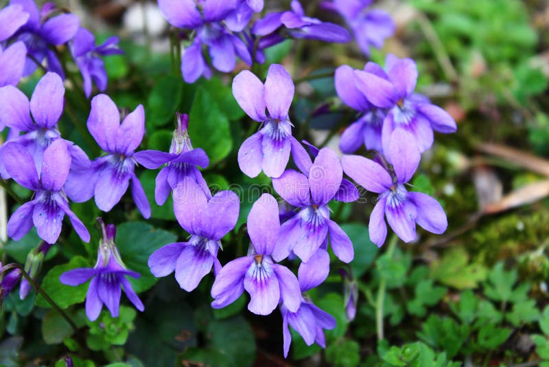 Violets in the garden stock photo. Image of purple, garden 143444224