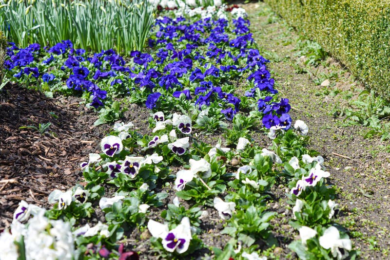Violets Grow in a Beautiful Clearing in the Garden. Stock Image Image