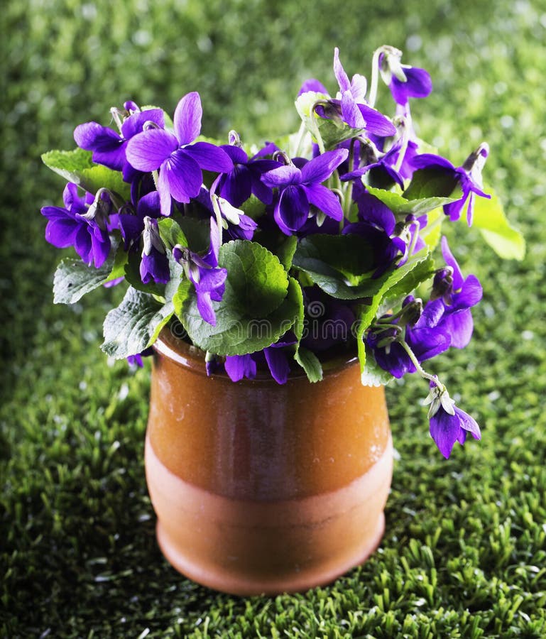 703 Violets Vase Stock Photos Free & RoyaltyFree Stock Photos from