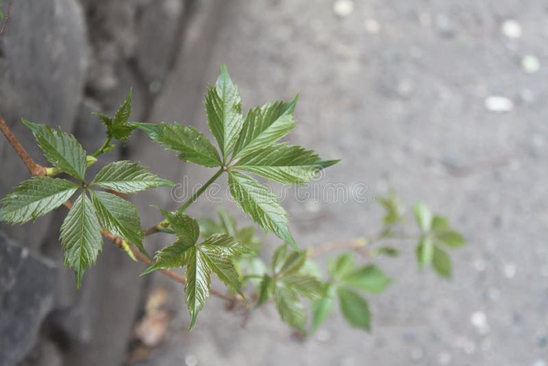 Violett konvolvulusarvensis arkivfoto Violett konvolvulusarvensis arkivfoto