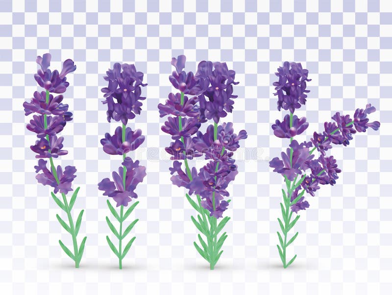 Violett-Lavendel mit grünem Blatt auf transparentem Hintergrund isoliert Strauchblume Lavendel-Nahaufnahme Fragment lizenzfreie abbildung Violett-Lavendel mit grünem Blatt auf transparentem Hintergrund isoliert Strauchblume Lavendel-Nahaufnahme Fragment lizenzfreie abbildung