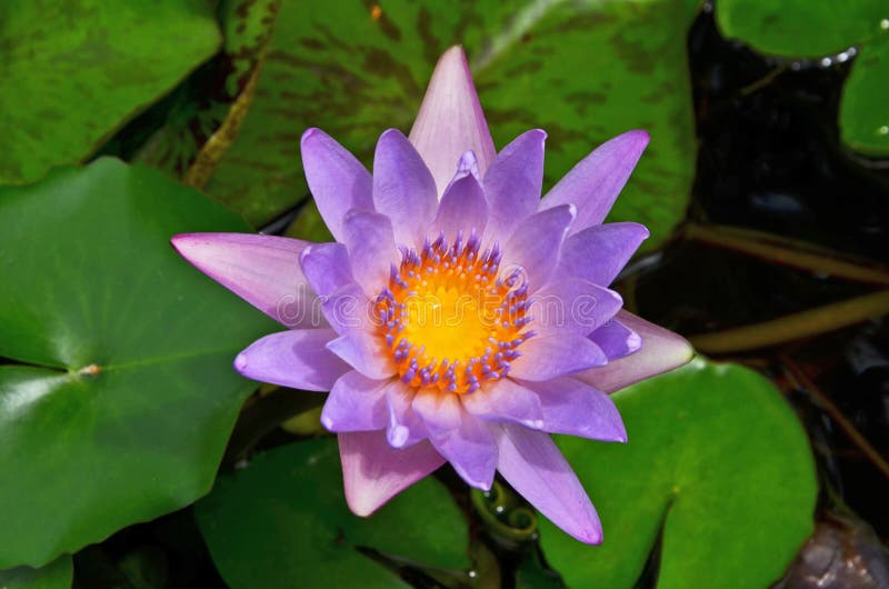 Violett näckrosblomma med sidor från över royaltyfria foton Violett näckrosblomma med sidor från över royaltyfria foton