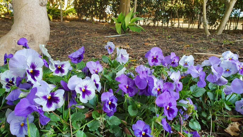 Violett-Pansien in einem Park