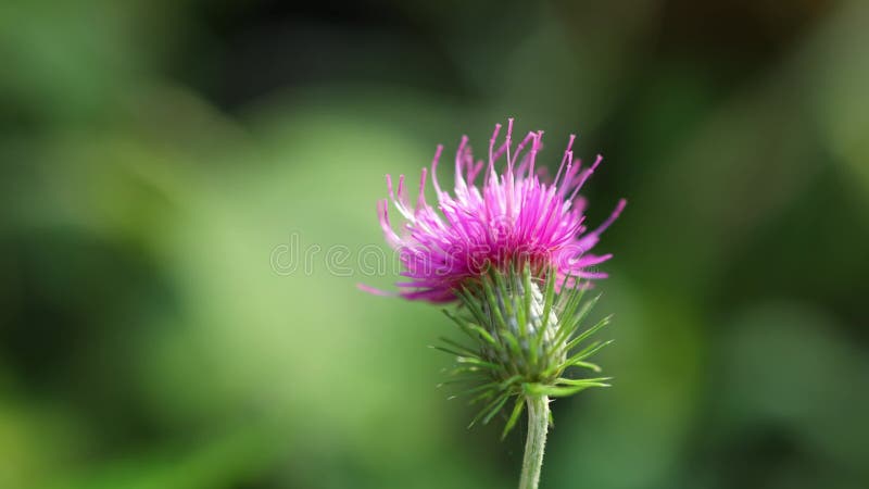 Violett rosa blomma av schaktnyck oskarp grön bakgrundsslutning cirsium