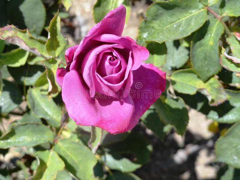 Violetta rosor i retiroen parkerar